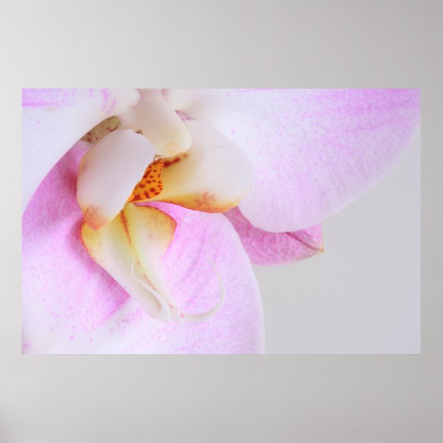 Poster Orchidée (Devant)