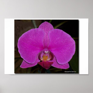 Poster Orchidée