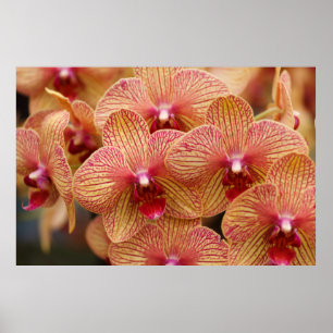 Poster Orchidée