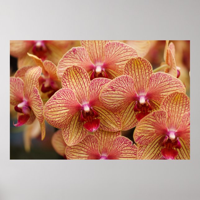 Poster Orchidée (Devant)