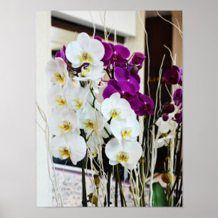 Poster Orchidée