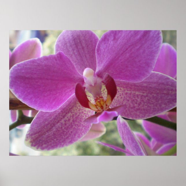 Poster Orchidée (Devant)