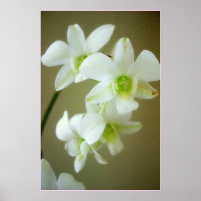 Poster orchidée (Devant)