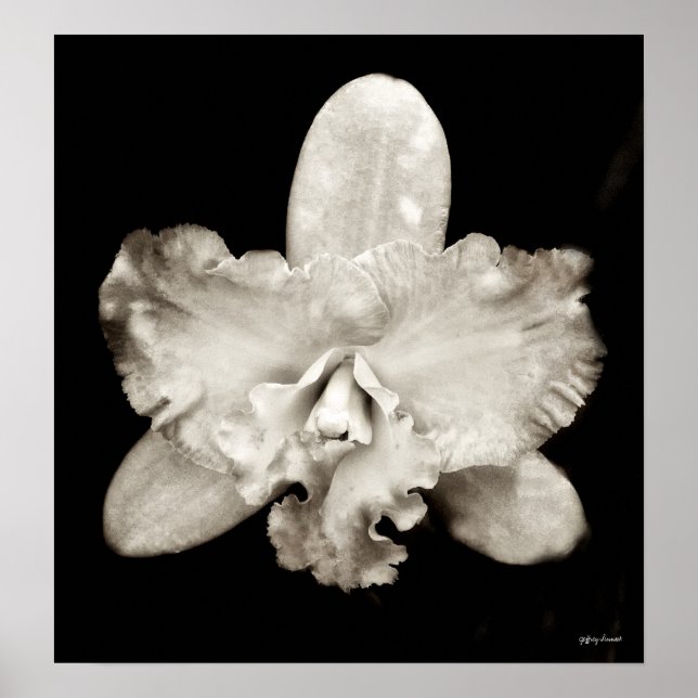 Poster Orchidée (Devant)