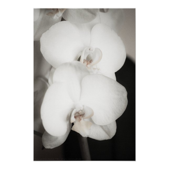 Poster Orchidée 8931 (Devant)