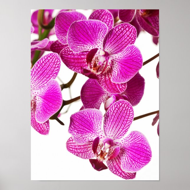Poster Orchidée à Dendrobium rose chaud - Arrière - plan  (Devant)