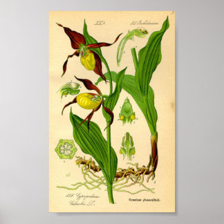 Poster Orchidée à lèvres (Cypripedium calceolus)