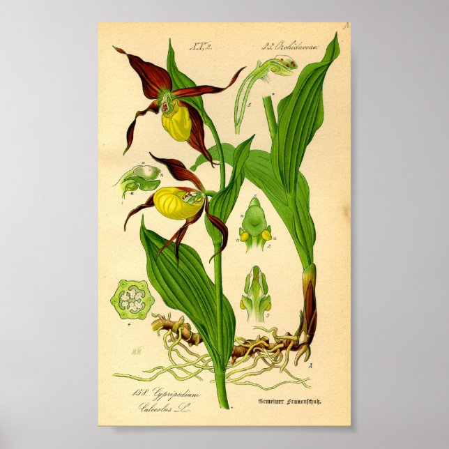 Poster Orchidée à lèvres (Cypripedium calceolus) (Devant)