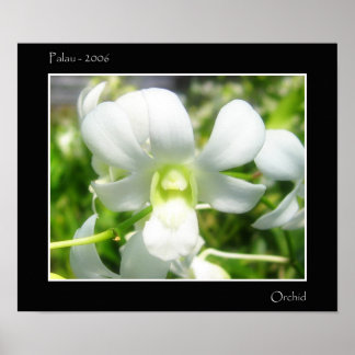 Poster Orchidée blanche
