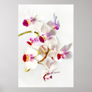Poster Orchidée blanche