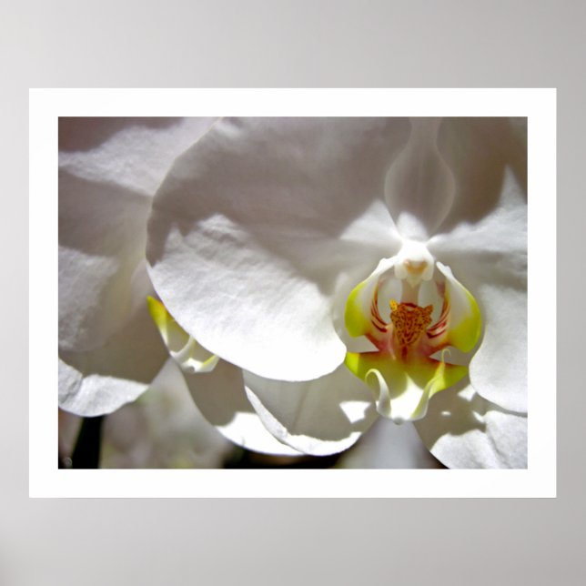 Poster Orchidée blanche (Devant)