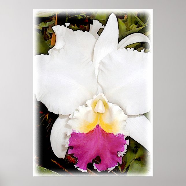 Poster Orchidée blanche et violette de Cattleya (Devant)