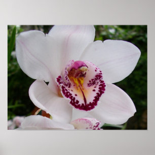 Poster Orchidée Blanche I Belle Fleur Tropicale