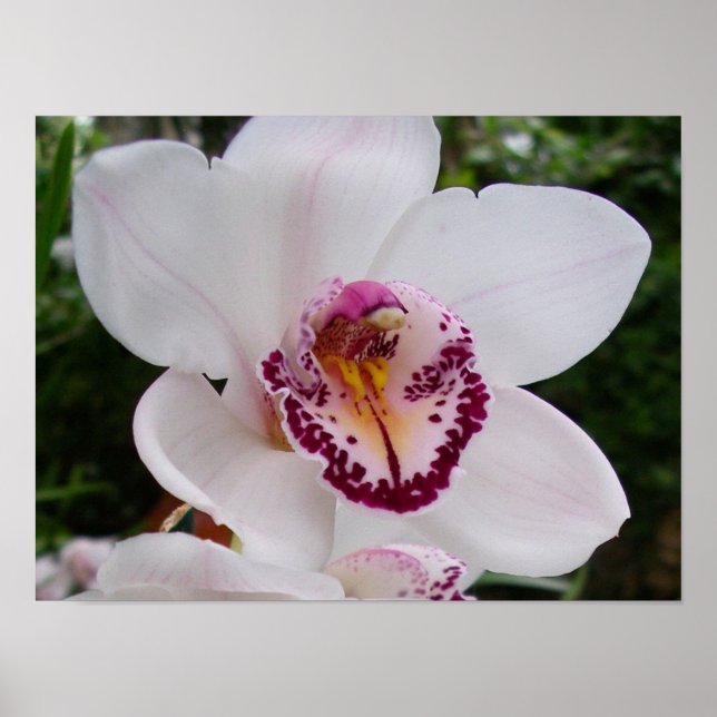 Poster Orchidée Blanche I Belle Fleur Tropicale (Devant)