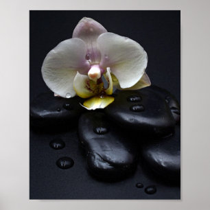Poster Orchidée Blanche Sur Pierres Noires