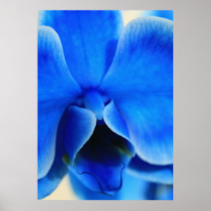 Poster Orchidée bleue
