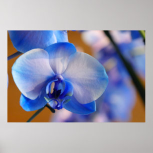 Poster Orchidée bleue et blanche