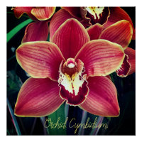 Orchidée. Cymbidium