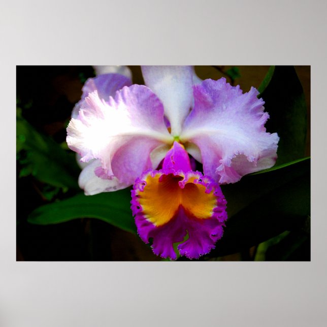 Poster Orchidée de Cattleya - Blanc/Violet/Jaune (Devant)