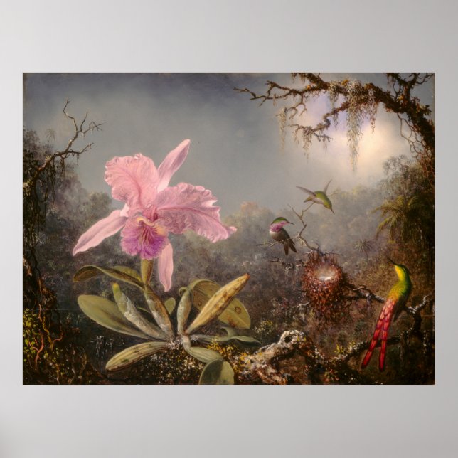 Poster Orchidée de Cattleya et trois colibris (Devant)