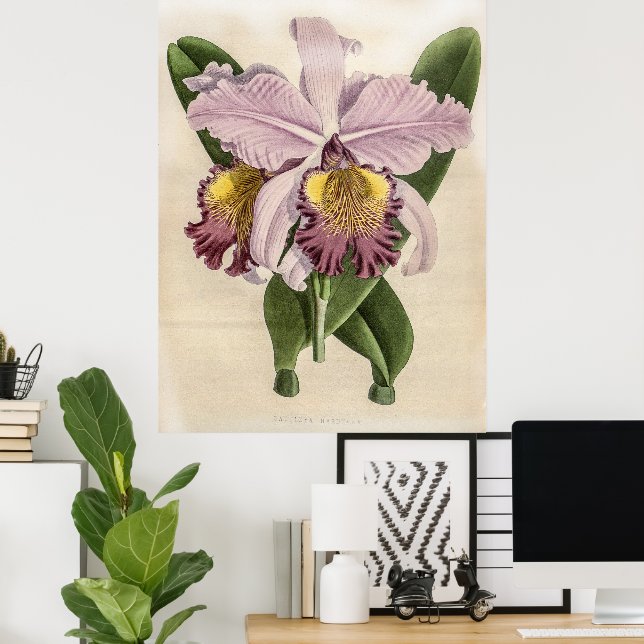 Poster Orchidée de Cattleya Hardyana (Bureau à domicile)