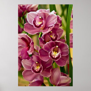 Poster Orchidée de Cymbidium