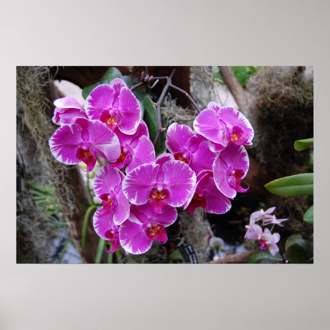 Poster Orchidée de Phalaenopsis en habitat naturel (Devant)