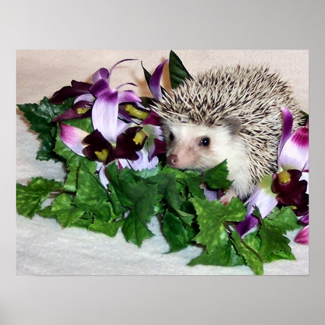 Poster Orchidée du hérisson (Devant)