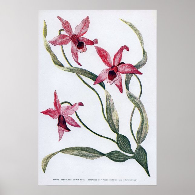 Poster Orchidée édouardienne vintage (Devant)