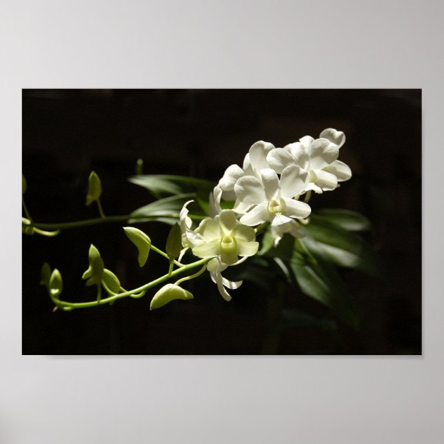 Poster Orchidée en noir (Devant)