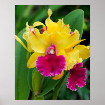Orchidée exotique aux couleurs jaune et rose chaud