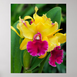 Poster Orchidée exotique aux couleurs jaune et rose chaud