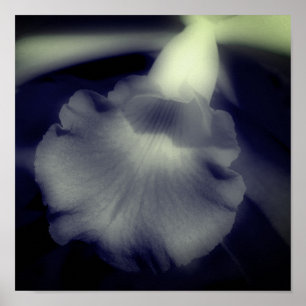 Poster Orchidée Fleur Gros Noir Et Blanc