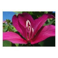 Orchidée Fleurie tropicale Florale