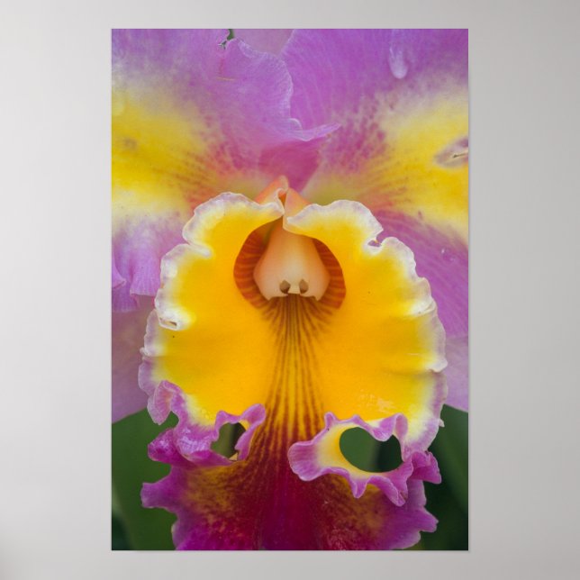 Poster Orchidée hybride, Floride (Devant)