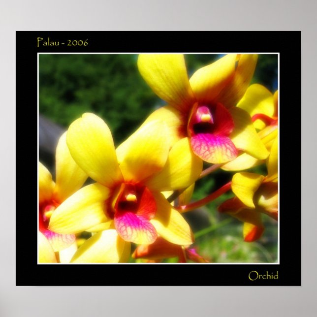 Poster Orchidée jaune (Devant)