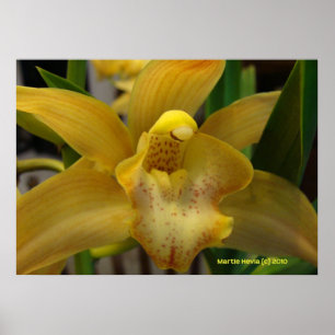 Poster Orchidée jaune