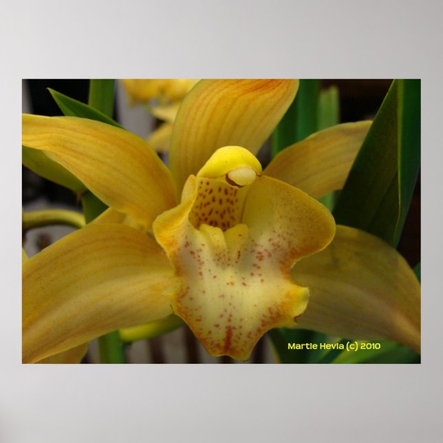 Poster Orchidée jaune (Devant)