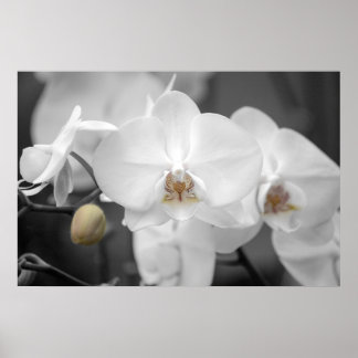 Poster Orchidée Mariage blanche