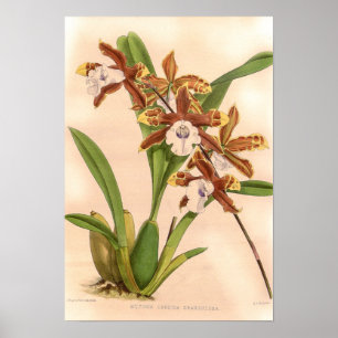 Poster Orchidée Miltonia candida