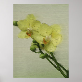 Poster Orchidée pâle