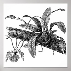 Poster orchidée papillon