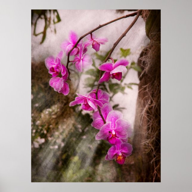 Poster Orchidée - Passion Tropicale (Devant)