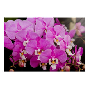Poster Orchidée - Phalaenopsis - Chatouillée en rose