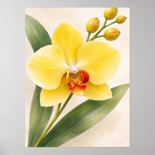Poster Orchidée Phalaenopsis jaune en fleurs, botanique