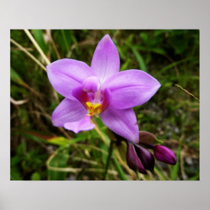 Poster Orchidée sauvage fleur tropicale violette