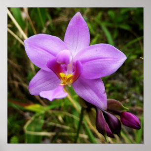 Poster Orchidée sauvage violette Fleur tropicale