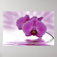 Orchidée tropicale
