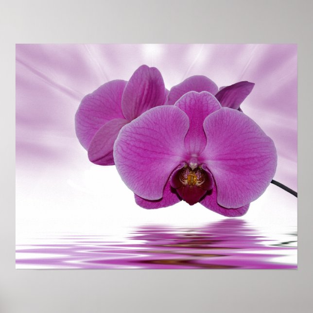 Poster Orchidée tropicale (Devant)