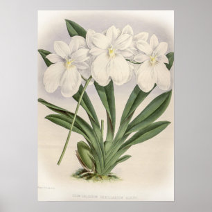Poster Orchidée Vexillarium Odontoglossum